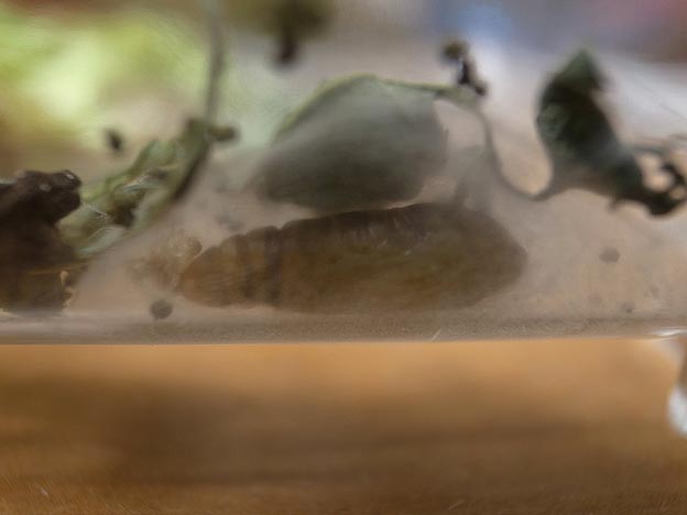 イラクサギンウワバの幼虫