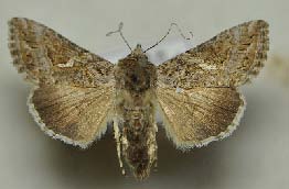 イラクサギンウワバの写真