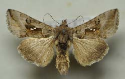 タマナギンウワバの写真