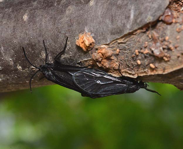 ウメスカシクロバの交尾の写真