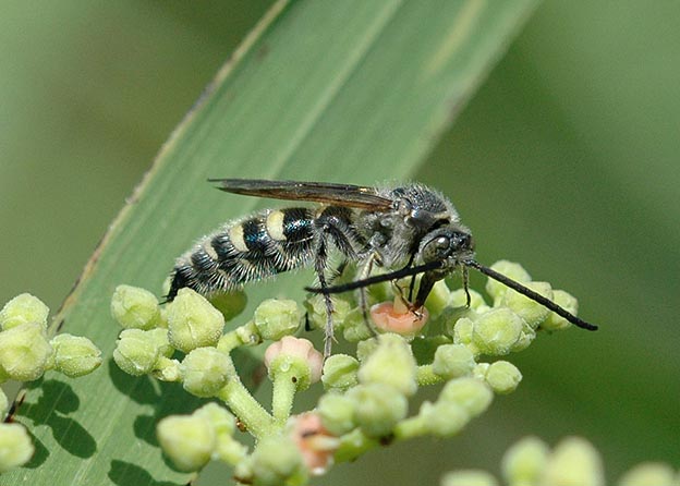 ヤブガラシに来たヒメハラナガツチバチ