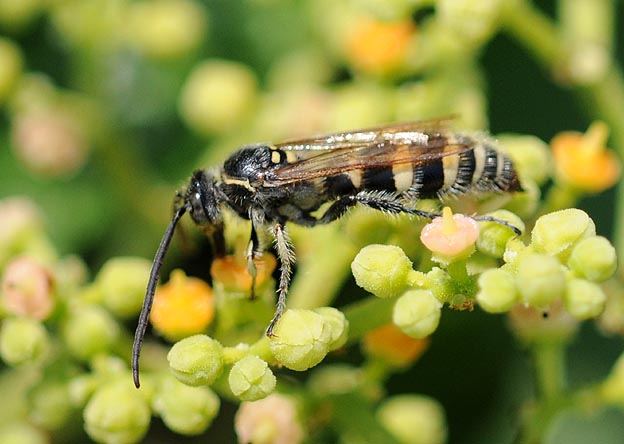 ヤブガラシの花に来たヒメハラナガツチバチのオス