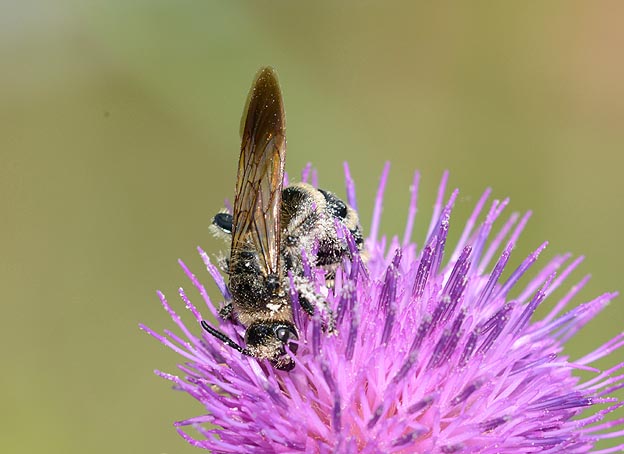 ノアザミに来たヒメハラナガツチバチのメス