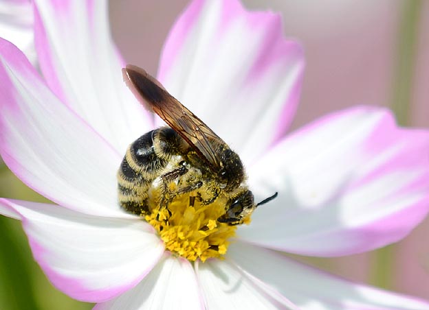 コスモスに来たヒメハラナガツチバチのメス