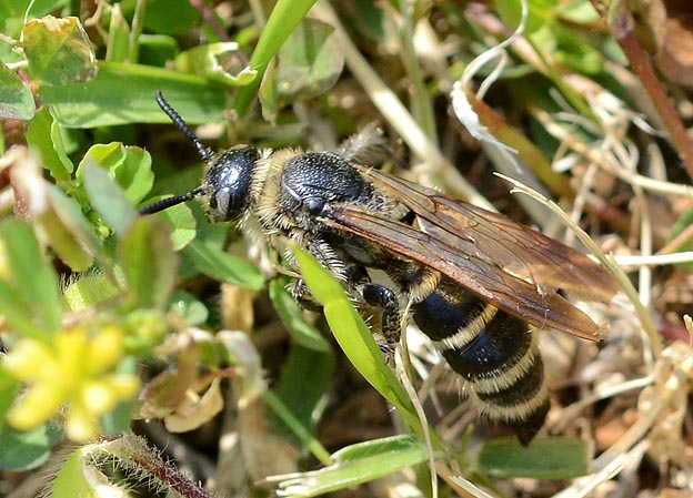 ヒメハラナガツチバチのメス