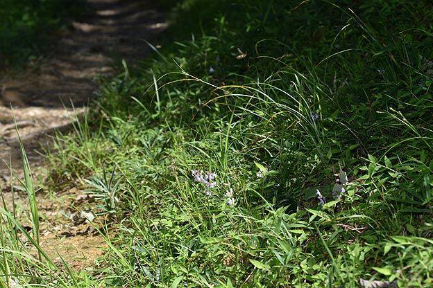 キンケハラナガツチバチの飛ぶ道端の写真