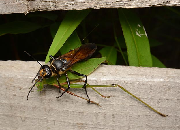 キンモウアナバチの写真
