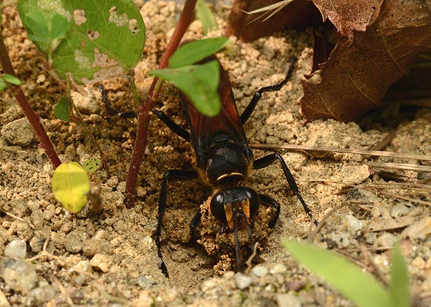 穴を掘るキンモウアナバチ