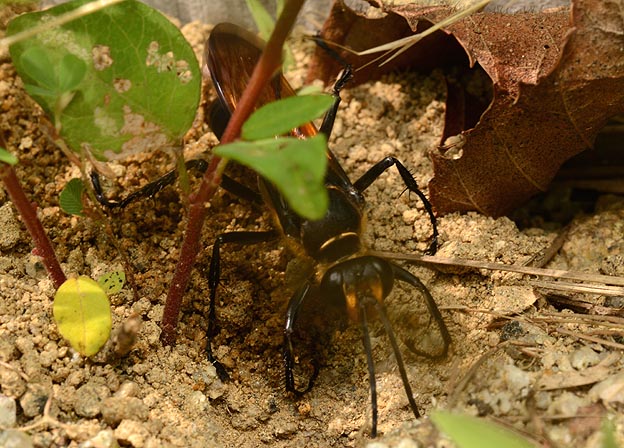 穴に入るキンモウアナバチ
