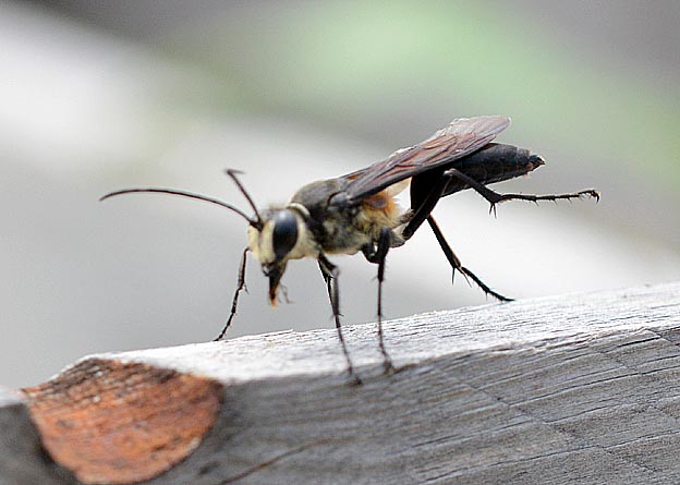 キンモウアナバチのオス