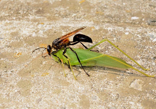 ヤマクダマキモドキのメスを運ぶキンモウアナバチ