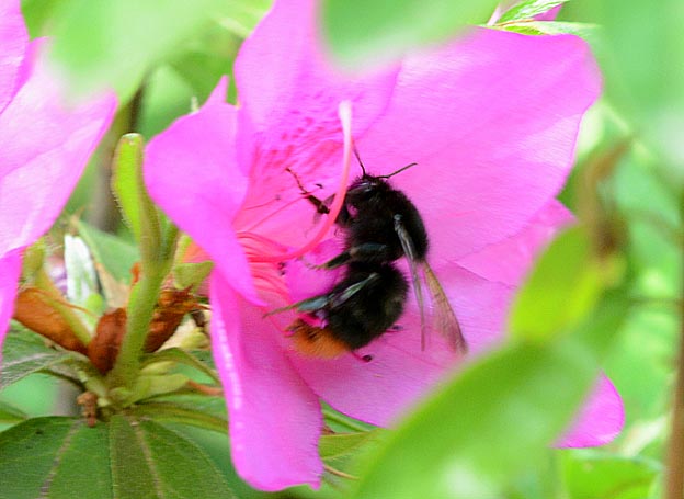 ヒラドツツジに来たコマルハナバチ