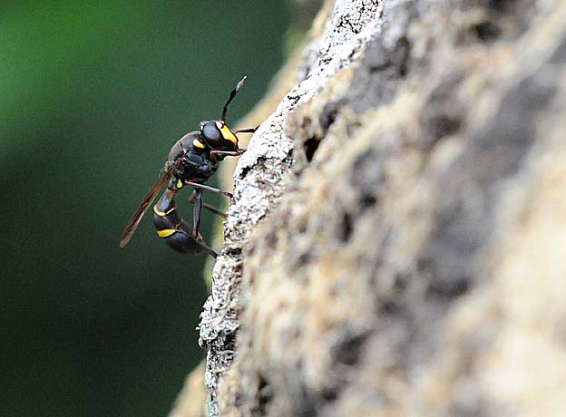 樹液に来たドロバチ…？