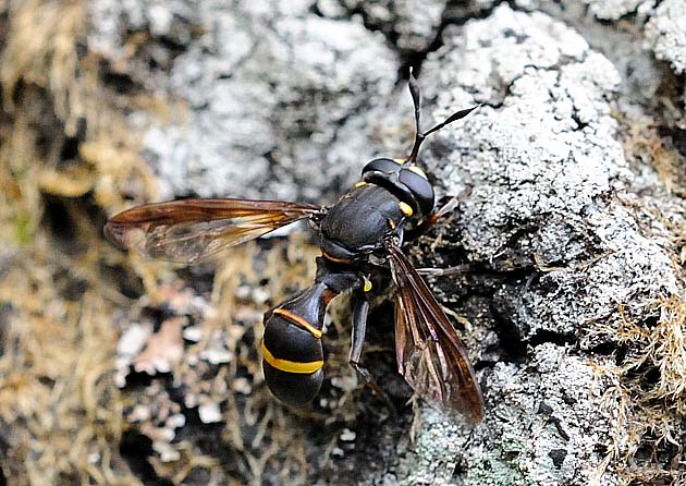 ハチモドキハナアブの写真