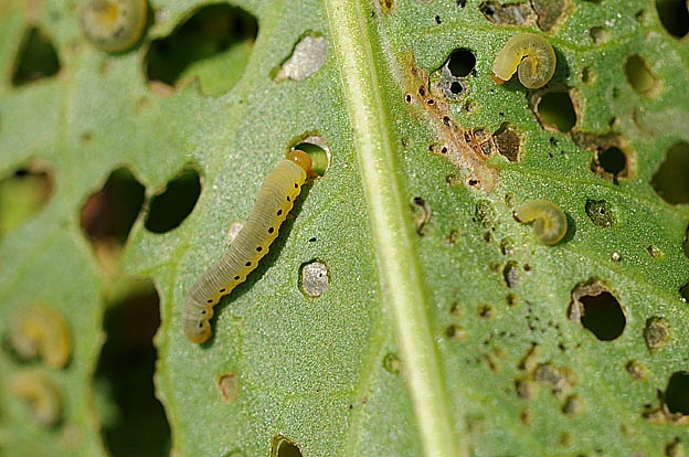 ギシギシの葉を食べるギシギシ
