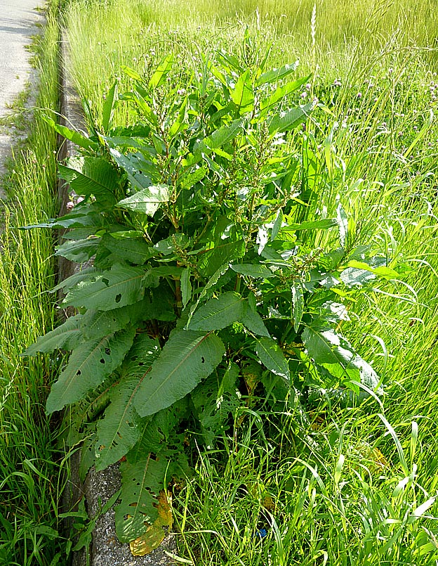 葉に穴の開いたギシギシ