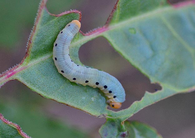 葉の表面にとまるハグロハバチの幼虫
