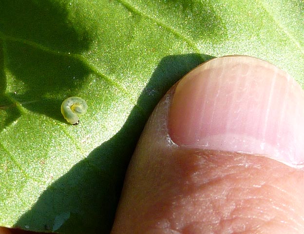 小さなハグロハバチの幼虫