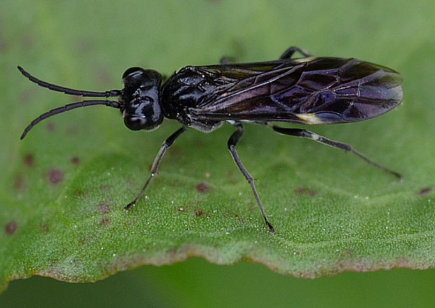 ハグロハバチの写真