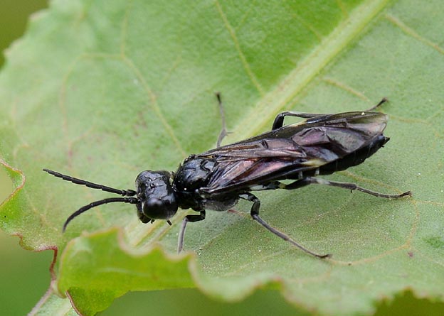 ハグロハバチのメス