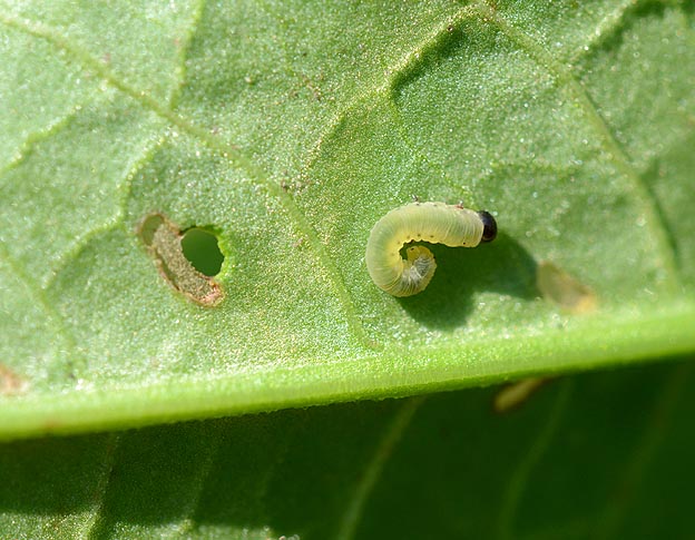 ハグロハバチの若齢幼虫