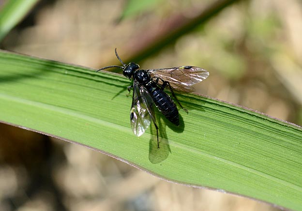 翅を開いたハグロハバチ