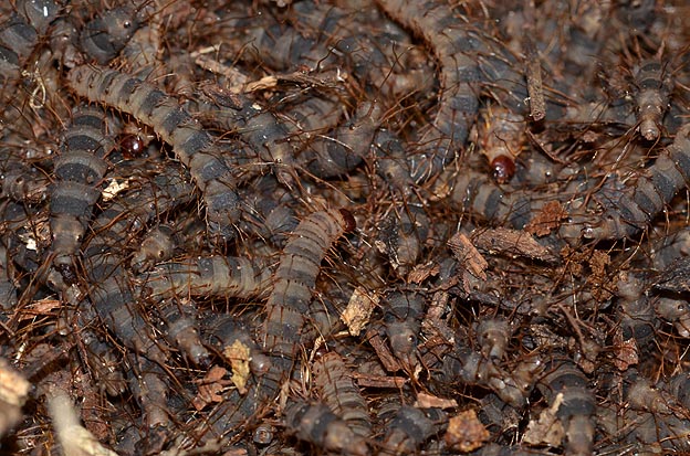 ハグロケバエと思われる幼虫