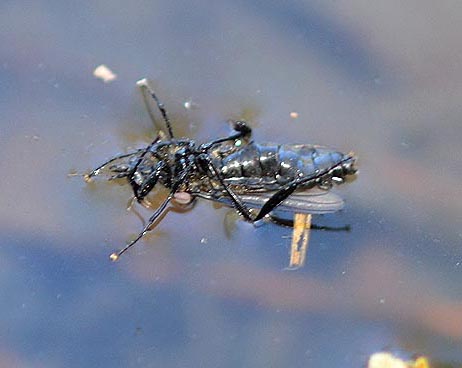 ハグロケバエと思われるケバエ