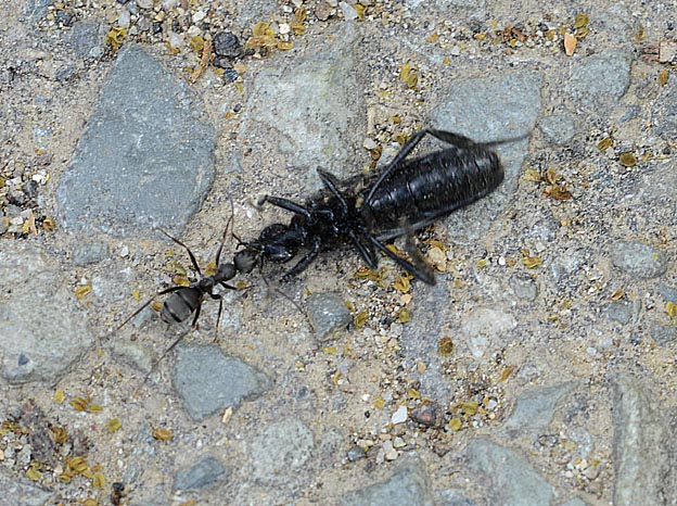 クロヤマアリに運ばれるハグロケバエ