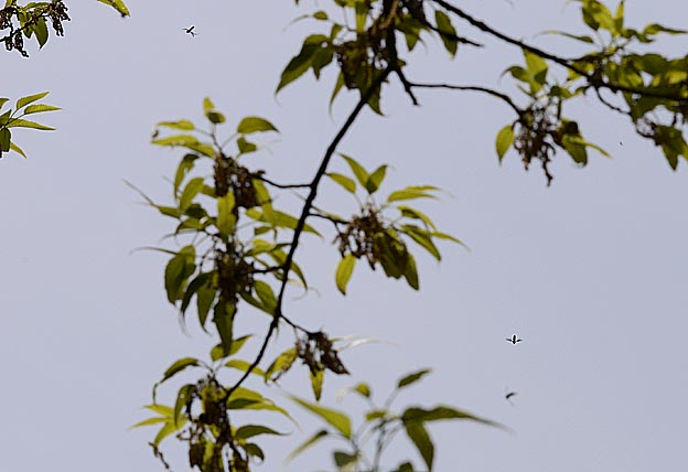 飛ぶハグロケバエ