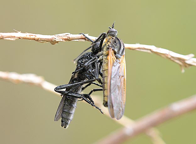ムシヒキアブのなかまにつかまったハグロケバエ