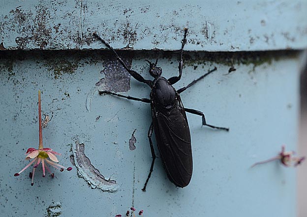 とまったハグロケバエのメス