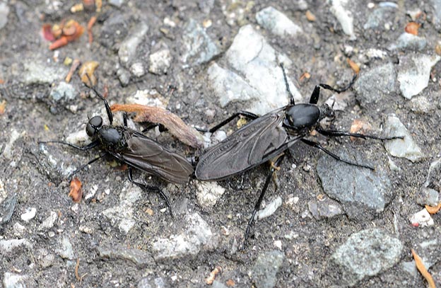 交尾中のハグロケバエ