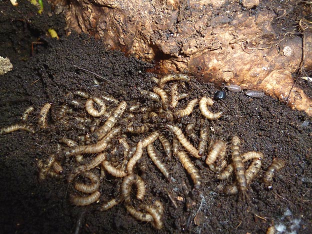 越冬中のハグロハバエの幼虫？