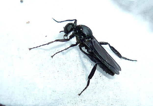 羽化直後のハグロケバエのオス