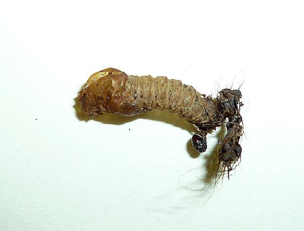 ハグロケバエの羽化殻