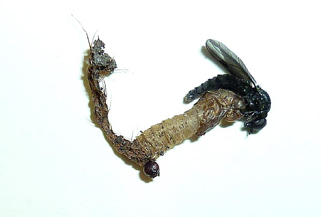 羽化途中のハグロケバエ