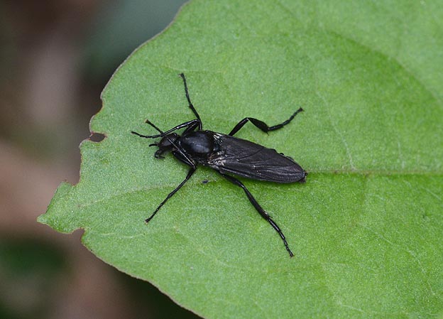 飛び立つ前のハグロケバエ