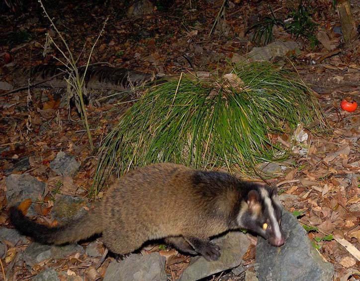 夜のハクビシン