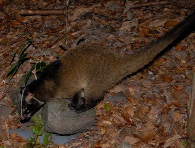 石の上でバランスをとるハクビシン