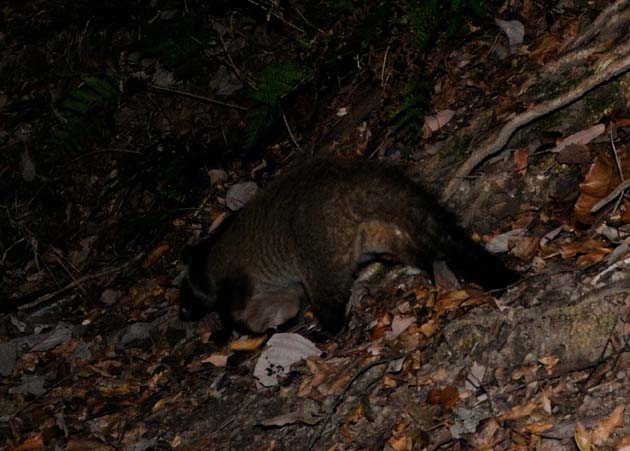 ハクビシンの後ろ姿