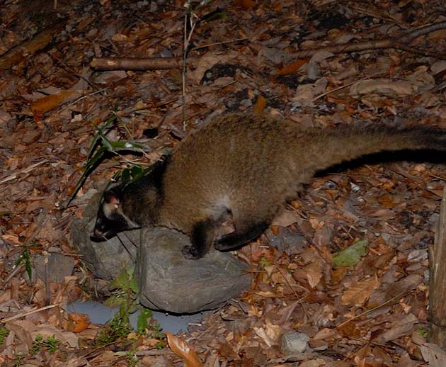 石の上のハクビシン