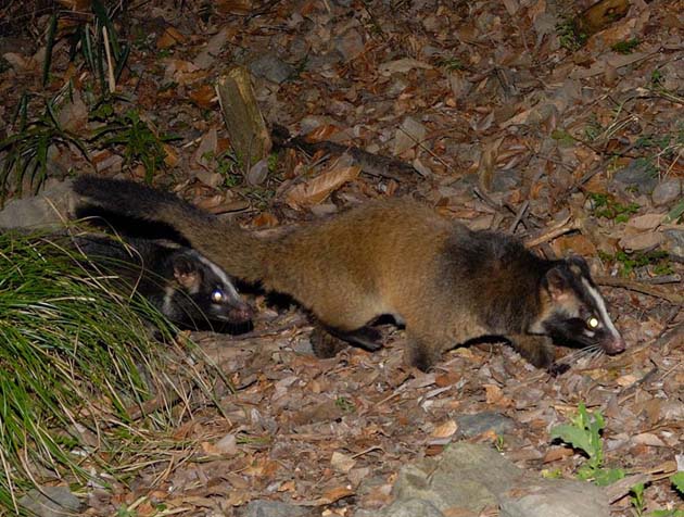 2ひきのハクビシン