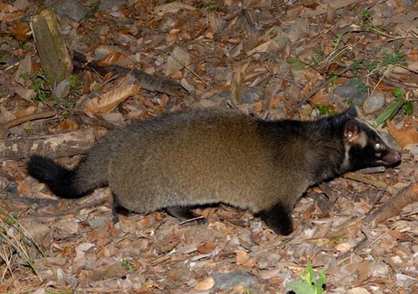 また、近づいてきたハクビシン