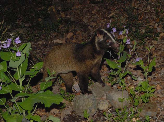 オオアラセイトウとハクビシン