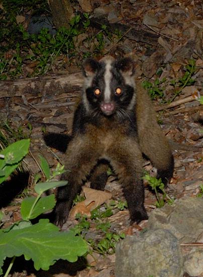 カメラに驚いた？ハクビシン