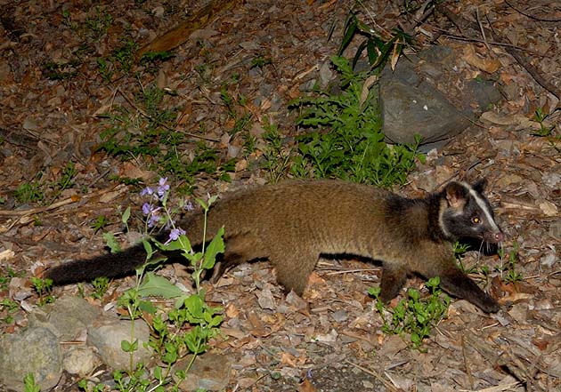 ゆっくりと歩くハクビシン