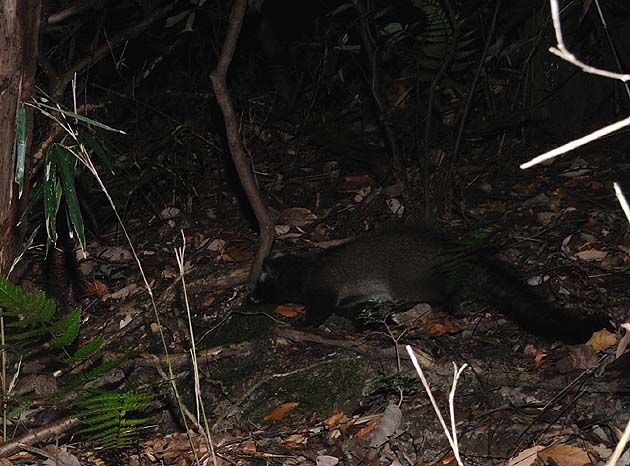 数が多い？ハクビシン