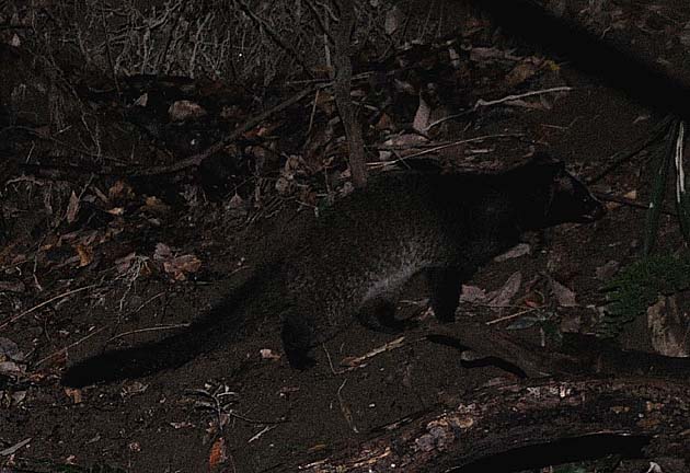 斜面を上るハクビシン