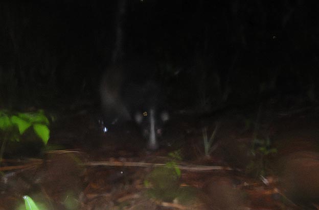 兵庫県三田市のハクビシン